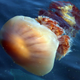 This Oct. 14, 2009 photo shows a giant jellyfish drifting off Kokonogi in western Japan. Once considered a rarity occurring every 40 years, jellyfish swarms are now an almost annual occurrence along several thousand kilometers (miles) of Japanese coast, and far beyond Japan, decimating local fishing industries from the Japan Sea to the Black Sea. (AP Photo/Junji Kurokawa